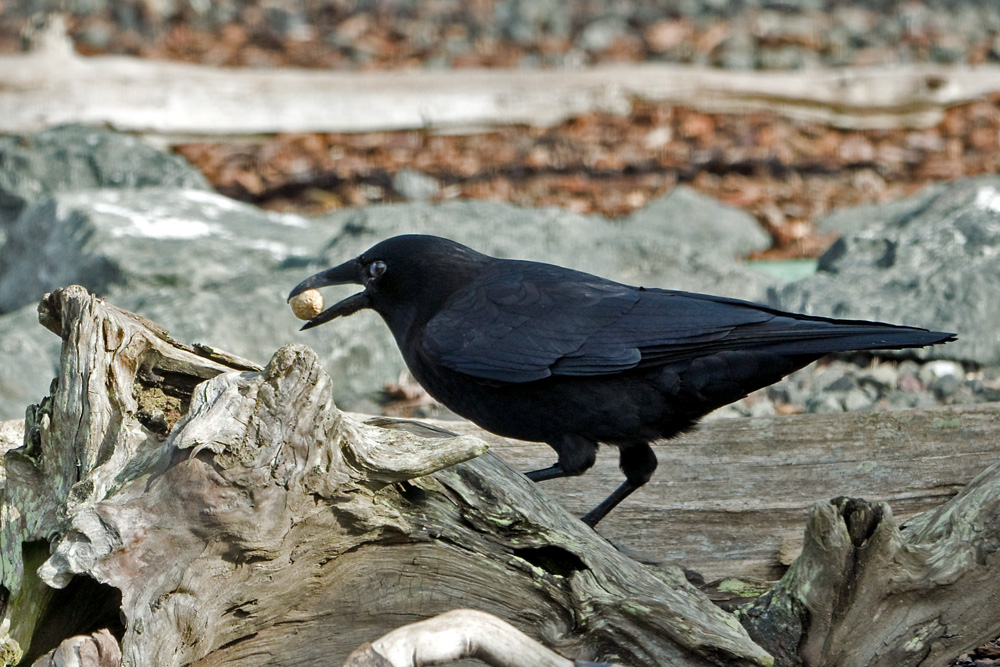 Click to see a larger image. American Crow
